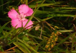 2013-08-18_Regina-F-Rau_Schachen_Blumen  (218).JPG